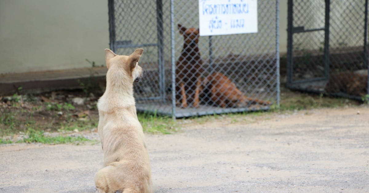 Cover Image for The Benefits of Neutering Your Pet: Health, Behavior, and Beyond